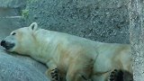 北极熊各式各样的睡姿，真是百态啊