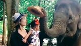 泰国的大象居然还会给游客戴帽子，简直是惊呆我了，你快点进来看