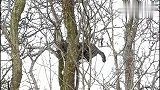 猫咪爬上树抓鸟儿，越爬越高，看这架势一定是个老手，太搞笑！