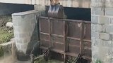 洪水上涨，小伙居然用挖掘机开闸放水，真是太厉害了！