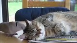 猫咪在睡觉，鸟儿不停的捉弄猫咪，猫咪忍无可忍直接给它一巴掌