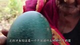 老太太在地里干活捡到一个“绿色巨蛋”，用斧子劈开后，乐坏了