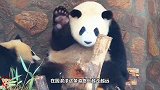 大熊猫拿着饭盆要饭，场面太逗了，熊猫：我是没有感情的要饭机器