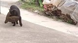 猫咪太给了，这是叼了个什么鸟