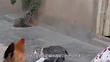 小男孩不小心打了公鸡一下，下一秒就遭到了报复！
