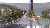 将一只巴西龟饿上10天，丢进一只螃蟹，场面一度失控！