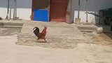我没想啄孩子，你有这嫌疑