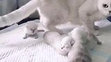 大猫咪母爱泛滥，小猫咪一叫唤，它就开始手忙脚乱