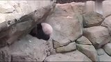 动物园里没有树，熊猫宝宝就攀岩玩，身手可好了
