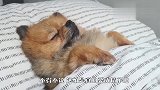 博美趁主人不在家，悄悄爬进她的被窝：还是睡床舒服！