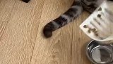 猫：这铲子不是经常帮我铲屎吗！