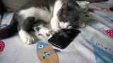 当手机变成猫的玩具，铲屎官提心吊胆：主子你可别把手机咬坏了！