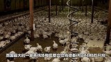 肯德基养鸡场曝光！小鸡养到35天就要被杀，看完长知识了