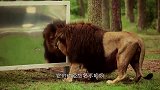 在野外放一面镜子，当动物看见镜子中的自己，都会有什么反应