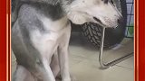 我家的哈士奇，这是受什么委屈了，怎么还哭了