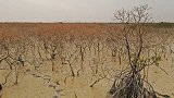 多次叫停被无视！ 广西一国企违规施工致红树林大面积受损
