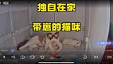 我回老家的五天，布布独自带崽