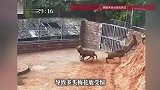 梅花鹿受惊“越狱”，跃过近三米高围栏，养殖户：鹿没事，就是房顶很“受伤”