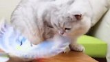 主人拿鸟逗猫玩，猫咪一伸手咬掉半个头，鸟卒！