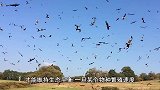 我国又一动物泛滥了，当地被迫下悬赏令，抓到一只奖4元
