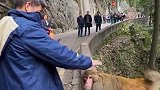 四川游客逗弄猴子，结果一言不合就打起来了，太猛了！