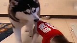 小哈士奇拆家后的惩罚，差点笑出内伤！