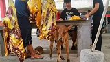 妈妈在牛肉摊被杀，小牛犊可怜巴巴
