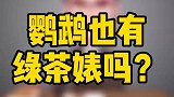 鹦鹉也有绿茶婊吗？