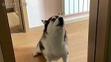 小狗回应主人的歌曲，不断的嚎叫，唱破音了都没有停下