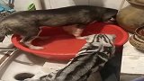猫咪一句神语，金毛就屈服了！