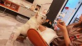 狗狗给主人唱歌看傻主人