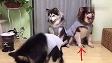 三只阿拉斯加犬的表演秀