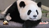 熊猫宝宝彩浜在镜头前自信展示长方形大脸，漂亮得不像话