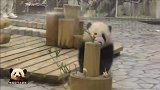 熊猫宝宝彩浜的2岁成长全纪录，小不点儿从小萌到大