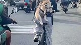 主人背着狗狗骑车赶路