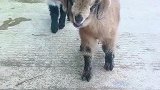小羊好可爱呀，会叫妈妈！