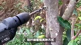 奇楠树的养殖方法和注意事项