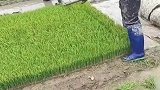 水稻苗原来是这样培育的