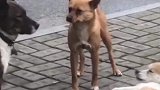 遇到碰瓷了怎么办，教你一招解决