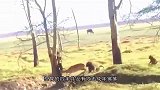 小羚羊被狒狒欺负，羚羊妈妈越想越气，下一秒直接冲过去“复仇”