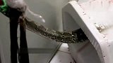 上厕所时，发现马桶内有一条大蟒蛇，下一秒让人傻眼！