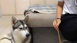 女主陪二哈吃饭只能用袋子，不然能拆到你破产！