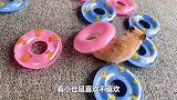 主人送给小仓鼠10个游泳圈，小仓鼠：能去游泳吗