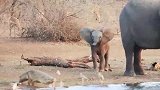 大象河边喝水被鳄鱼偷袭，死死的咬住大象鼻子，厮杀场面太疯狂了