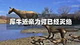 神奇的远古生物，犀牛存活至今，为何它的近亲已经灭绝？