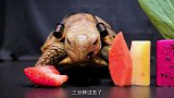 你认为乌龟最爱吃的是什么？