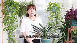 君子兰生长缓慢怎么办？3招打开它的“生长开关”，新叶狂冒！