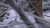 老虎捕猎也有“三不杀”，再饿都不例外！一起来了解下