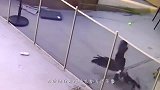 野生猎豹闯进院子咬死小牛，屋主吓得关紧门，不敢上前救助