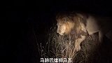动物世界：狮群全体成员在夜晚进行狩猎行动